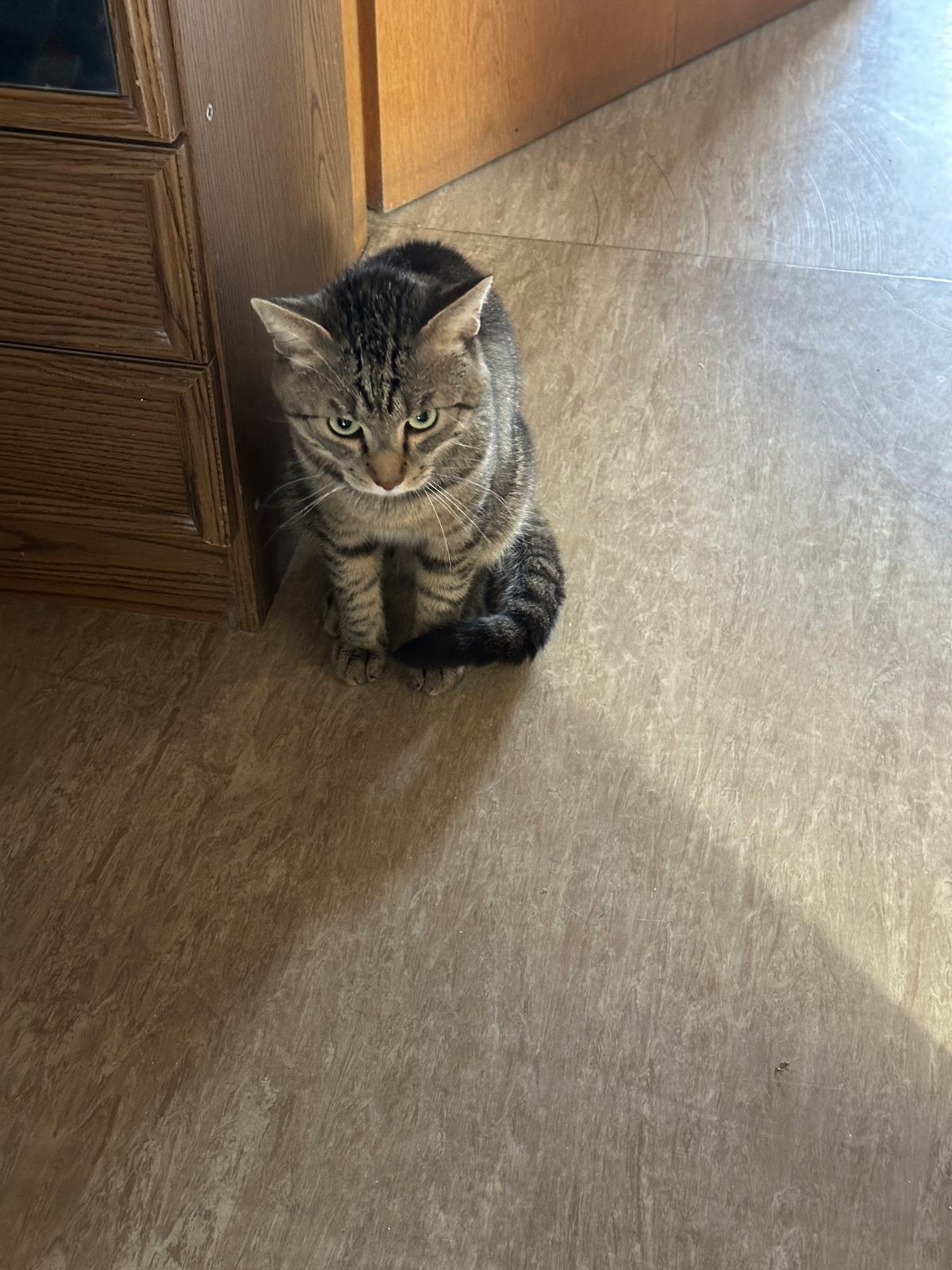 Kater Caruso 2.jpg